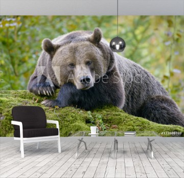 Picture of A brown bear in the forest Big Brown Bear Bear sits on a rock Ursus arctos